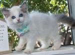 R026 - Ragdoll Kitten For Sale - Los Angeles, CA, US