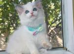 R026 - Ragdoll Kitten For Sale - Los Angeles, CA, US