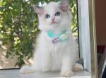 R026 - Ragdoll Kitten For Sale - 