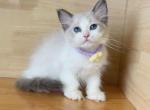 R027 - Ragdoll Kitten For Sale - Los Angeles, CA, US