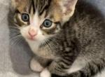 Oliver - Domestic Kitten For Sale - Portland, OR, US