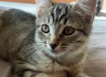 Olivia - Domestic Kitten For Sale - 