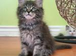 M005 - Maine Coon Kitten For Sale - Los Angeles, CA, US