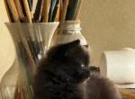 Fluffs - Domestic Kitten For Sale - Bryan, TX, US