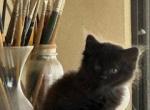 BLACK FLUFFY - Persian Kitten For Sale - Bryan, TX, US