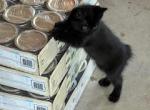 BEAR - Manx Kitten For Sale - Bryan, TX, US