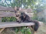 Male - Maine Coon Kitten For Sale - Ashland, OH, US