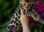 Betty boo - Bengal Kitten For Sale - Los Angeles, CA, US