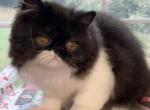 Mo Mo is Reserved - Persian Kitten For Sale - Duluth, GA, US