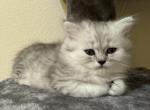 Mina - British Shorthair Kitten For Sale - Las Vegas, NV, US