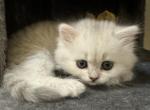 Bela - British Shorthair Kitten For Adoption - Las Vegas, NV, US