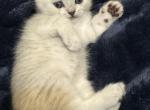 Coconut - British Shorthair Kitten For Sale - 