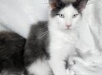 George - Maine Coon Kitten For Sale - 