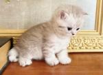 BRITISH SHORTHAIR KITTENS GIRL - British Shorthair Kitten For Sale - 