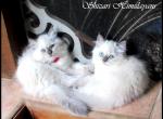 Himalayan Kitten Beauties - Himalayan Kitten For Sale - 