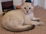 Henry - Highlander Kitten For Sale - Colorado Springs, CO, US