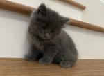 Cute kitten - Domestic Kitten For Sale - CO, US