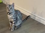 Ozzy - Bengal Kitten For Adoption - Fate, TX, US