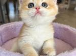 Mateo - British Shorthair Kitten For Sale - Fontana, CA, US