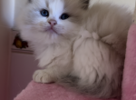 Sugar - Ragdoll Kitten For Sale - 