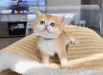 Little grey - British Shorthair Kitten For Sale - Fontana, CA, US