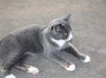 Russian Blue Mix - Russian Blue Kitten For Sale - 