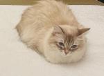 Sooty - Siberian Cat For Sale/Service - Boston, MA, US