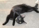 Mr Panther - Domestic Kitten For Sale - Emory, TX, US