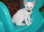 White kittens with Blue Eyes - Domestic Kitten For Sale - Emory, TX, US