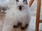 Olive's Seal Point Boy - Ragdoll Kitten For Sale - 