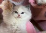 Vanilla - Ragdoll Kitten For Sale - Palos Park, IL, US