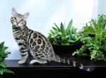 Talon - Bengal Kitten For Sale - Calimesa, CA, US