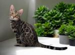 Talon - Bengal Kitten For Sale - Calimesa, CA, US