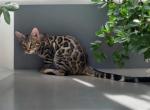 Talon - Bengal Kitten For Sale - 