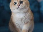 Prince - Scottish Fold Cat For Sale - 