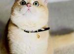 Cake - British Shorthair Cat For Sale - 