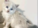 Bueatiful Ragdoll Boy - Ragdoll Kitten For Sale - 