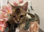 Maple - Bengal Kitten For Sale - Roseville, CA, US