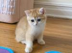 Angelica 1 - British Shorthair Kitten For Sale - Brooklyn, NY, US