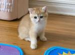 Angelica 1 - British Shorthair Kitten For Sale - New York, NY, US