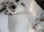 Benny - Ragdoll Kitten For Sale - 