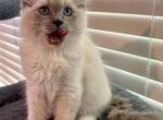 Van Damme - Ragdoll Kitten For Sale - 