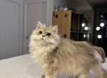 Blue golden British Long hair - British Shorthair Kitten For Sale - 