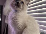 Rudy - Ragdoll Kitten For Sale - 