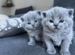 British Blue Litter Fall 24 - British Shorthair Kitten For Sale - 