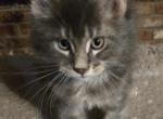 Jon - Maine Coon Kitten For Sale - 