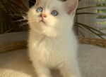 Justin - Scottish Straight Kitten For Sale - 