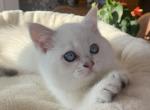 Joseph - Scottish Straight Kitten For Sale - 