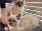 Van Damme and Rudy - Ragdoll Kitten For Sale - Sacramento, CA, US