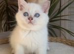 Justin - Scottish Straight Kitten For Sale - 